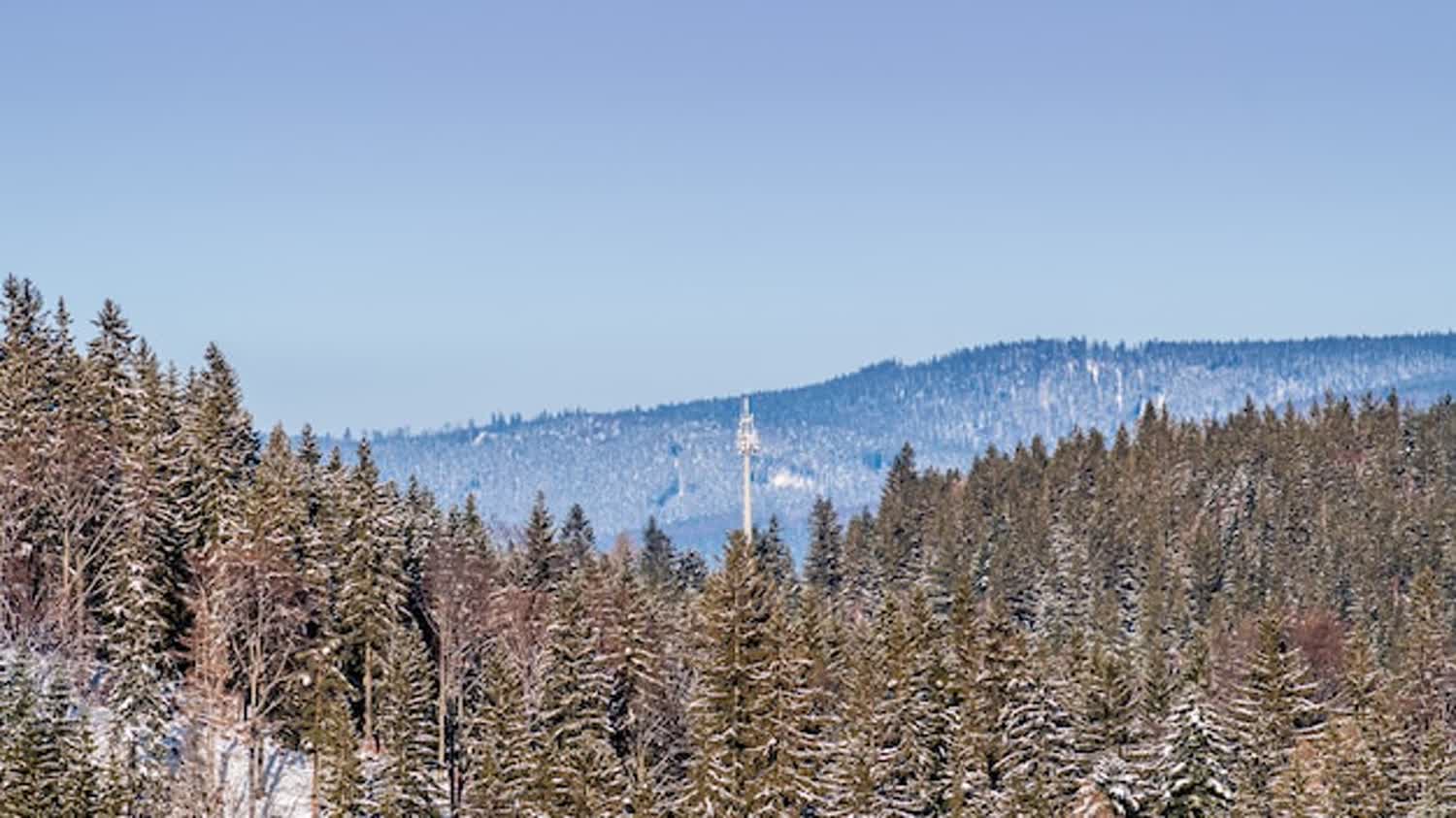 Mount Charleston Day Trip From Las Vegas: Cooler Air and Easy Trails